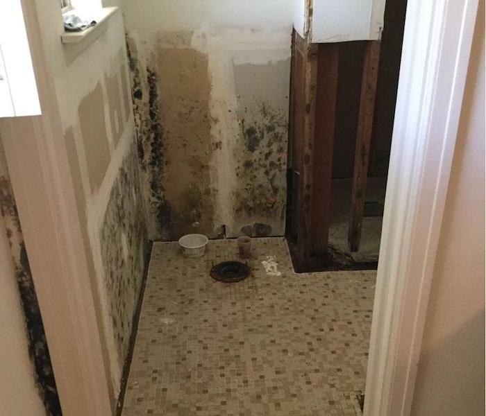 Wall with extensive mold damage 