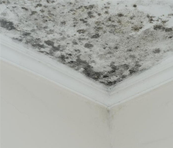 a corner of a room with mold covering the ceiling